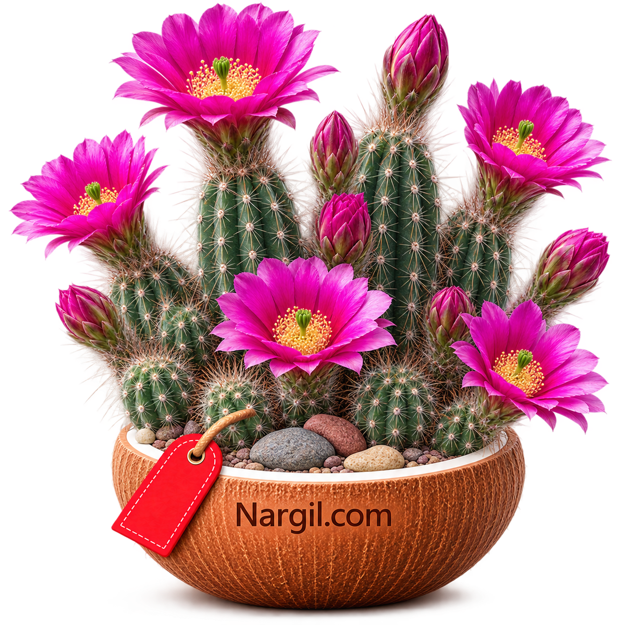 Nargil_Echinocereus engelmannii